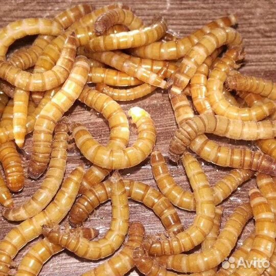 Мучник, корм для стрижа и других