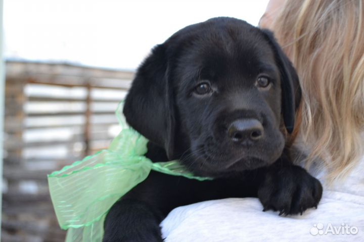 Мальчики лабрадор ретривер