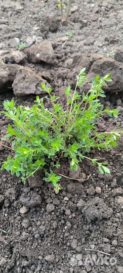 Тимьян (чабрец)