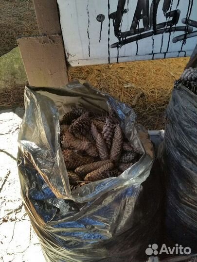 Шишки сосновые.еловые