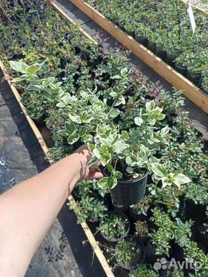 Бересклет Эмеральд Гаети