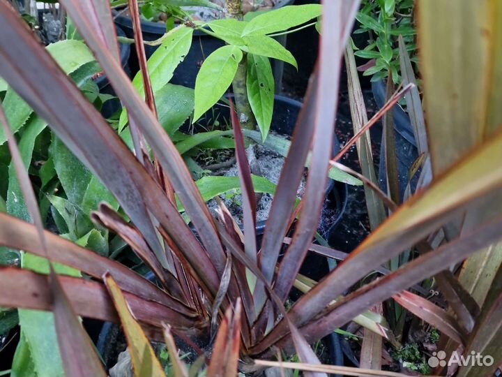 Лен новозеландский,формиум