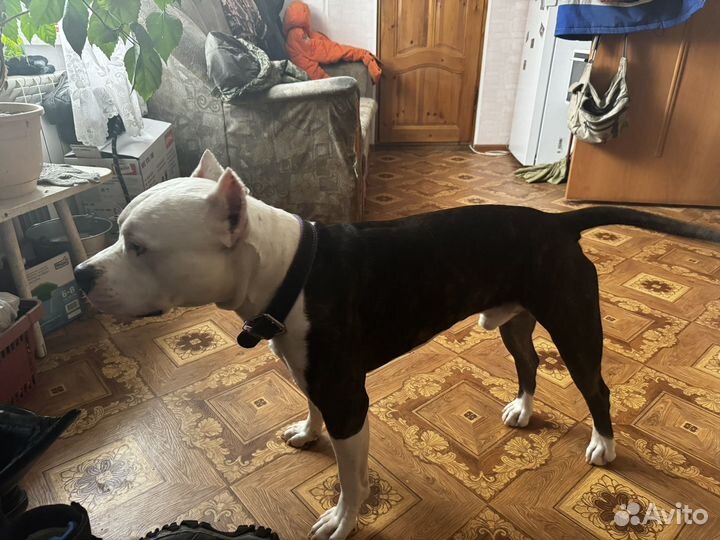 Стаффордширский терьер