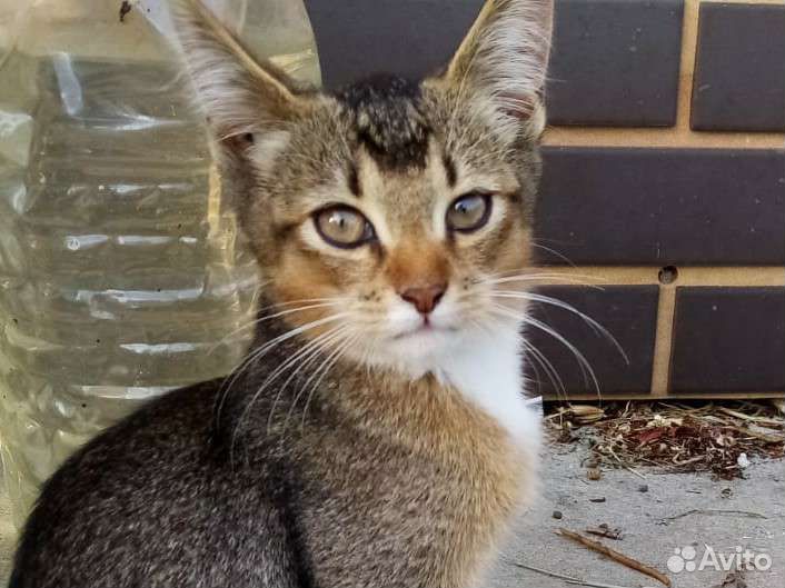 Абиссинская