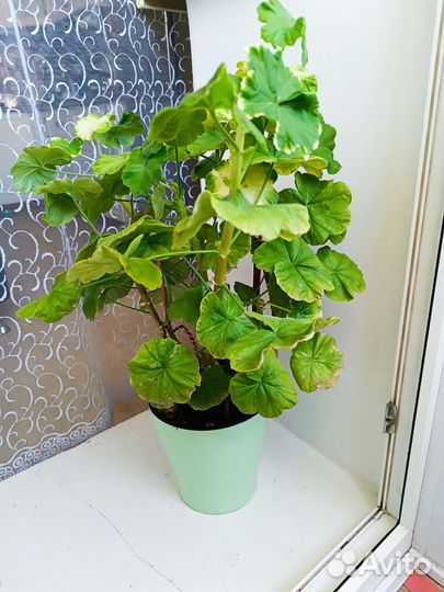 Пеларгония