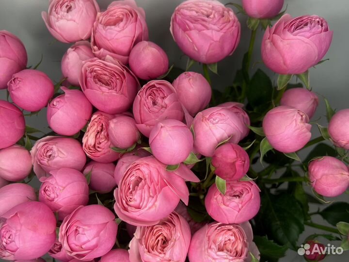 Роза кустовая пионовидная