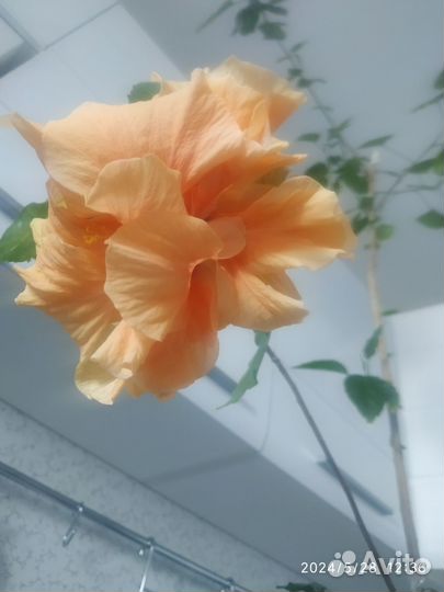 Гибискус (китайская роза)