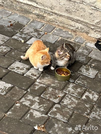 Замерзают котята