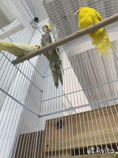 Попугай карелла самец