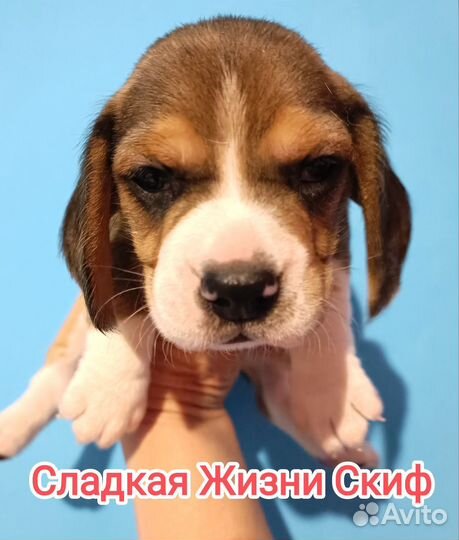 Щенки бигль