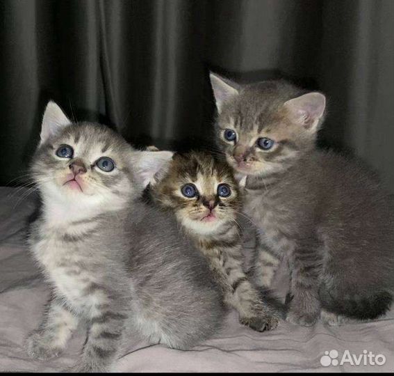 Котята(мама-шотландская вислоушка, папа-проходимец