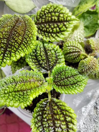 Комнатные растения