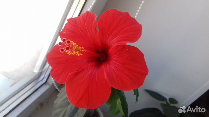 Гибискус,или китайская роза