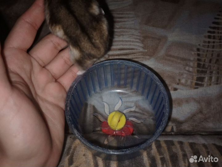 Хомяки джунгарские