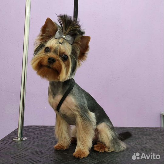 Стрижка собак (йорк) и кошек