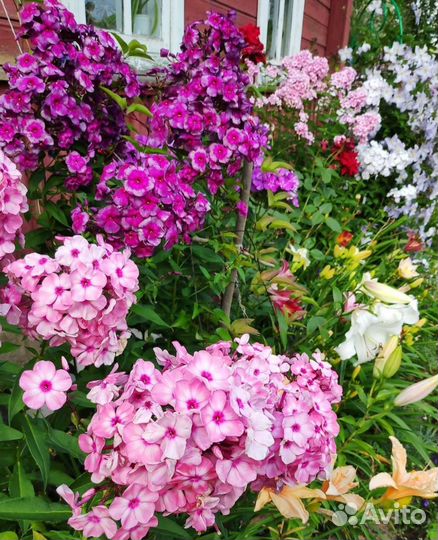 Флоксы многолетние