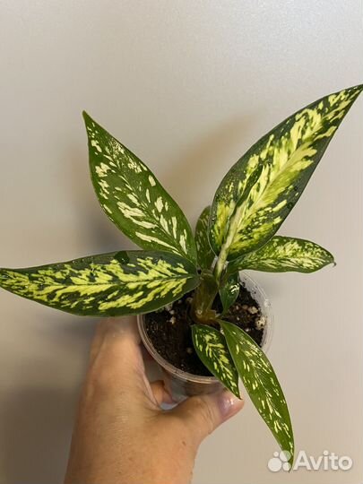 Диффенбахия Стар брайт