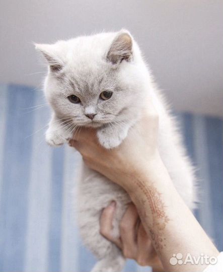 Передержка кошек на время отпуска