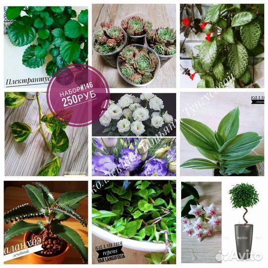 Комнатные растения (наборы)