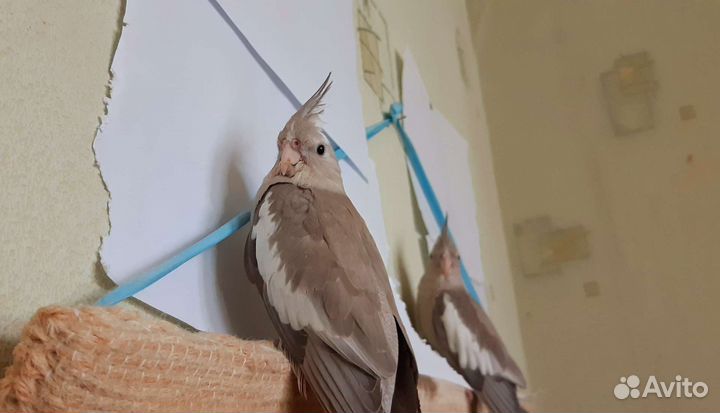 Птенцы попугая корелла