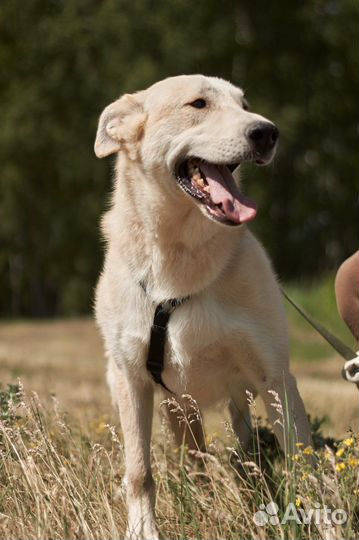 Собака ждет семью