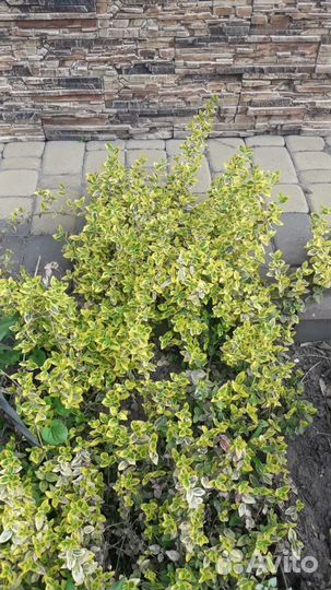 Бересклет форчуна