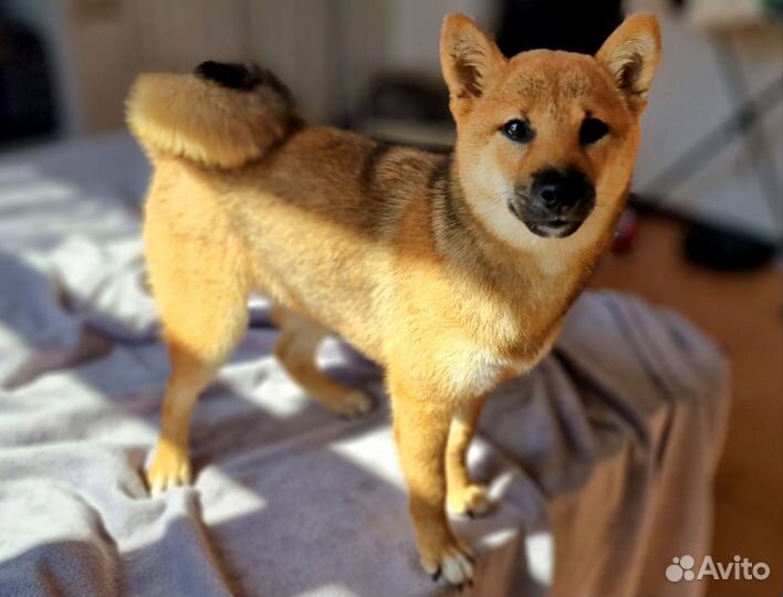 Сиба Ину Щенок