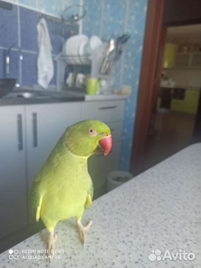 Ожереловый попугай с клеткой