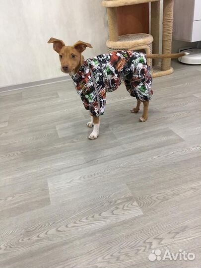 Дождевик для собак