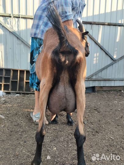 Коза Альпийка