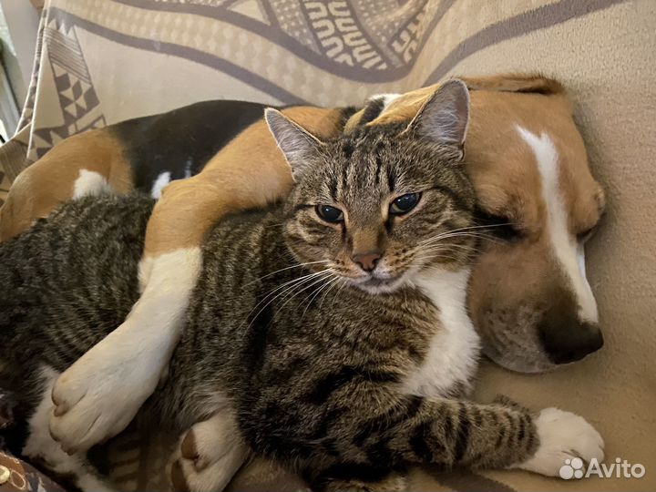 Вязка Бигль девочка