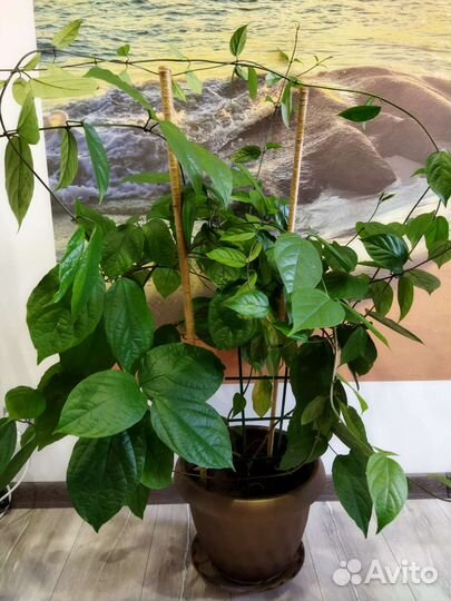 Клеродендрум