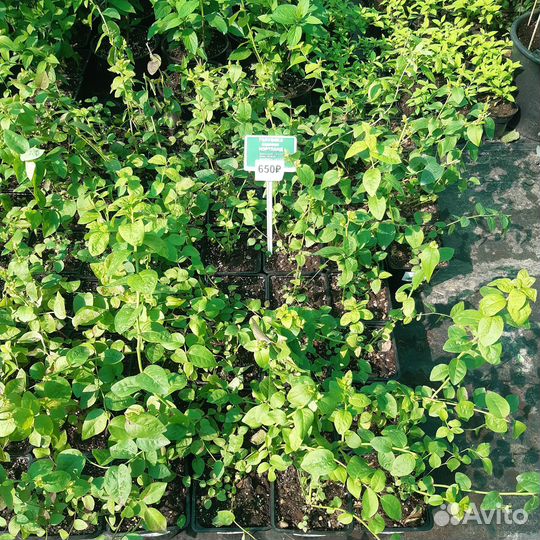 Голубики саженцы, 13 сортов, трёхлетки