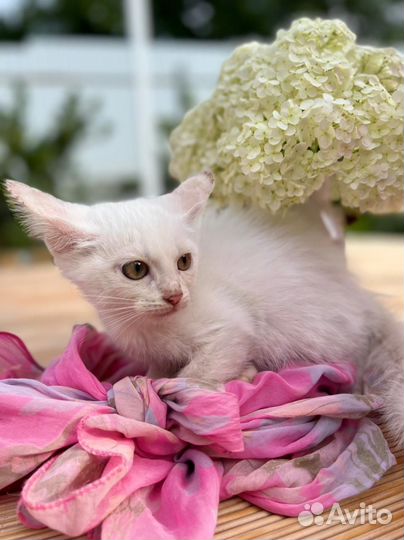 Котята бесплатно