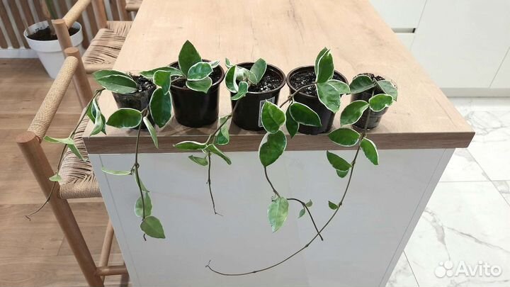 Хойя Кримсон Квин