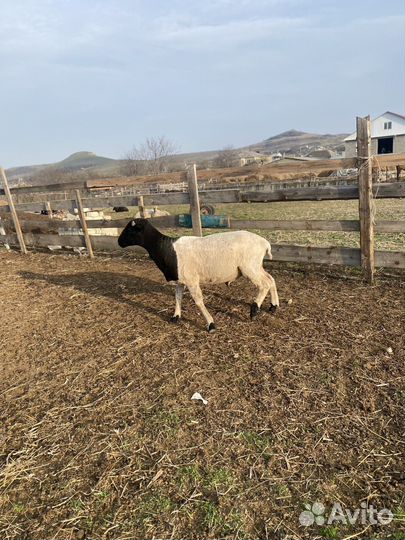 Баран Дорпер