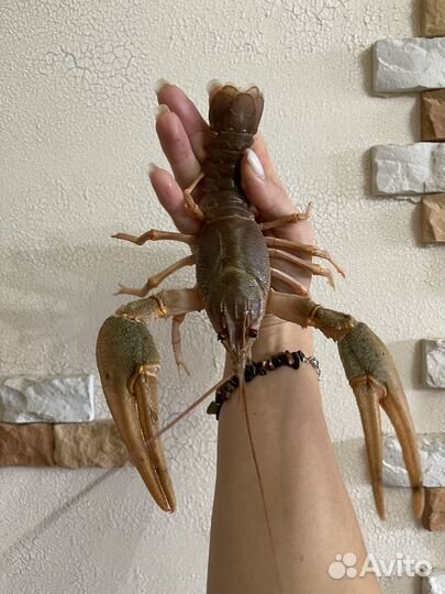 Живые и варенные Раки доставка