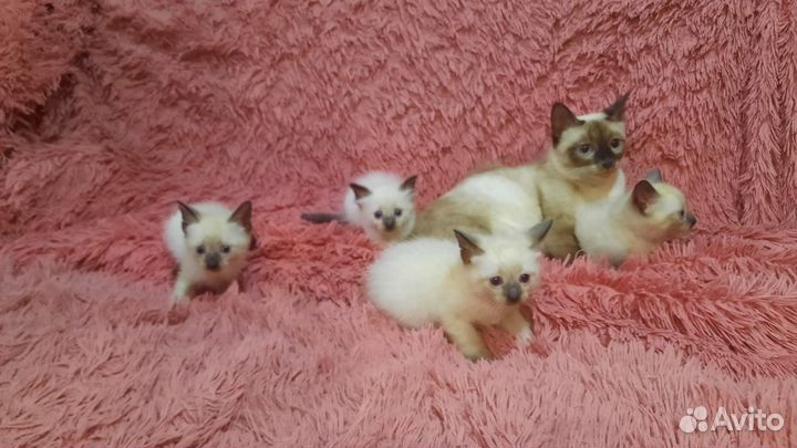 Сиамские котята