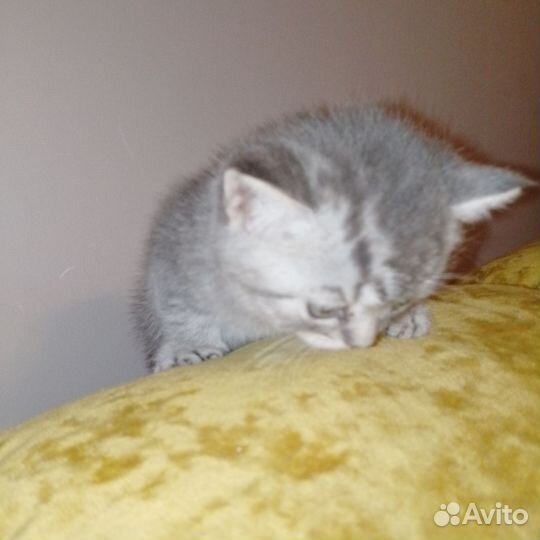 Шотландские котята
