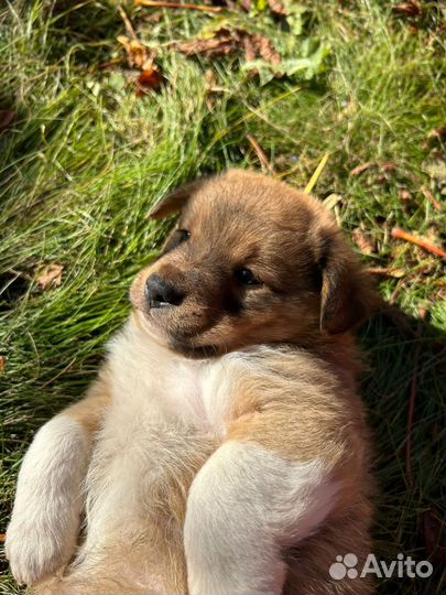 Щенки ищут дом