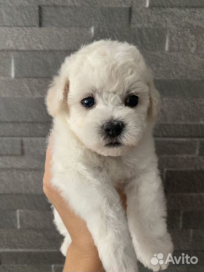 Бишон Фризе щенки. Документы ркф-FCI, стандарт