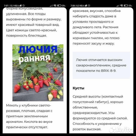 Земляника, клубника