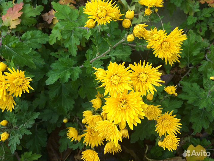 Хризантемы