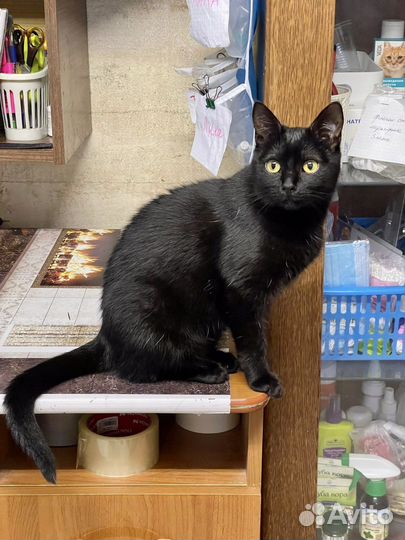 Красавица Лика в добрые руки