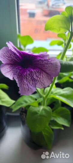 Петуния ампельная рассада