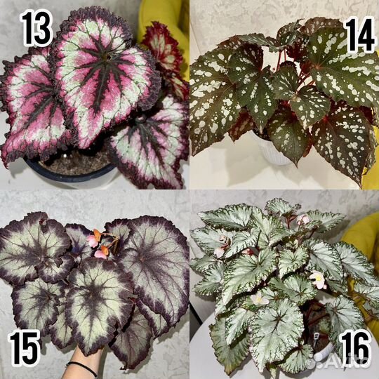 Бегонии Сортовые. Много сортов