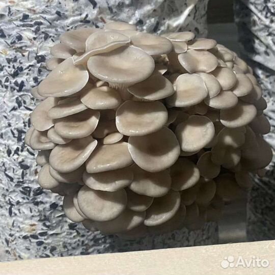 Готовые блоки Вешенки