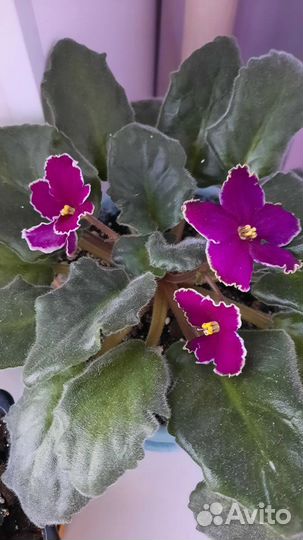 Фиалки, жби