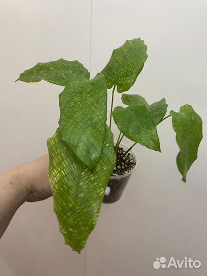 Калатея нетворк