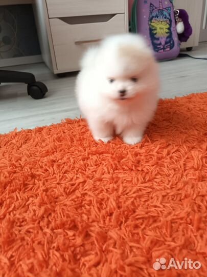 Померанские шпицы